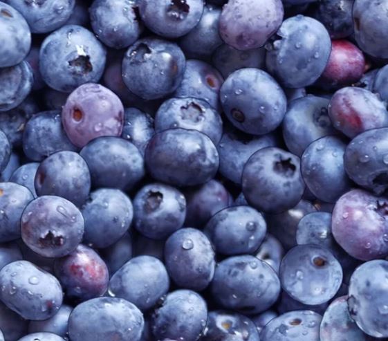 44"-Elizabeth's Studio "Blueberries" 100% cotton