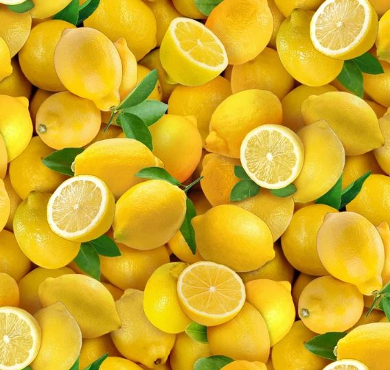 44"-Elizabeth's "Studio Lemons" 100% cotton