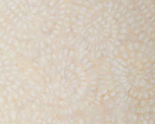43"  -Batik - "Mosaic Swirl" - Cream - 100% Cotton