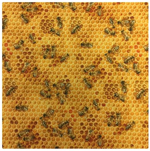 44" Elizabeths Studio - "Bees on Honeycomb" - 100% Cotton
