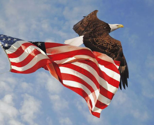Panel - Flight of Freedom -  Flag Eagle 35.5"X44" - 100%-cotton