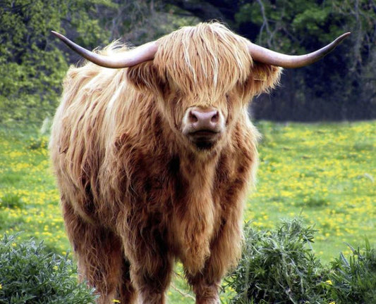 Highland Cow - Panel 36"x44"l-100%-cotton