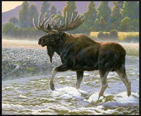 Panel -  Riley Blake "Natures Finest - Moose"  -  36"x 44"- 100% Cotton