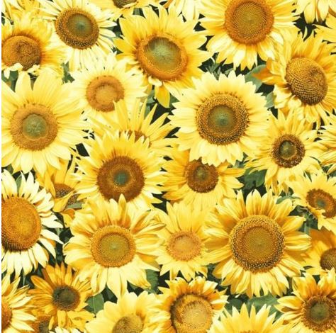 44"-"Sunflower Garden" - 100% Cotton